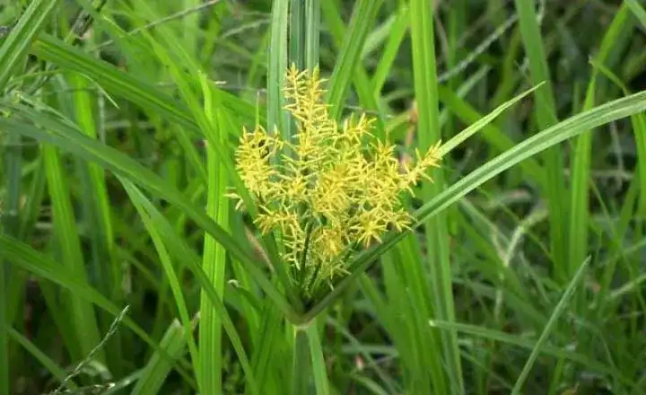 Nutsedge Weeds In Lawns In New Jersey