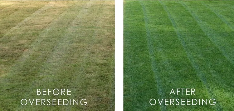 Before and after overseeding comparison showing thin patchy grass beside thick green lawn