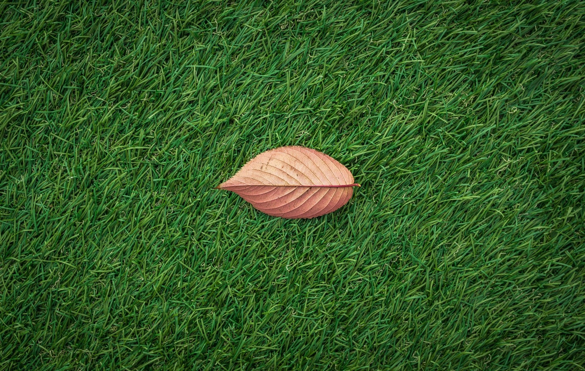 Single fallen leaf resting on thick green fertilized lawn grass