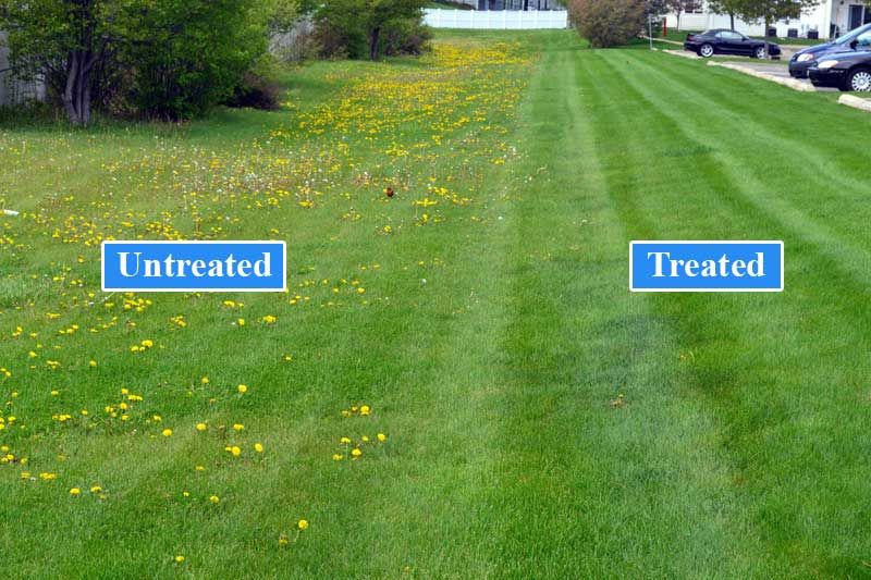 Weed Control Showing Treated Versus Untreated Lawn