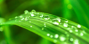 Dew