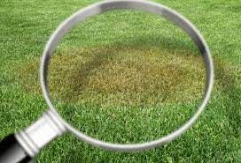 Lawn Disease Prevention in New Jersey | Lawn Buddies